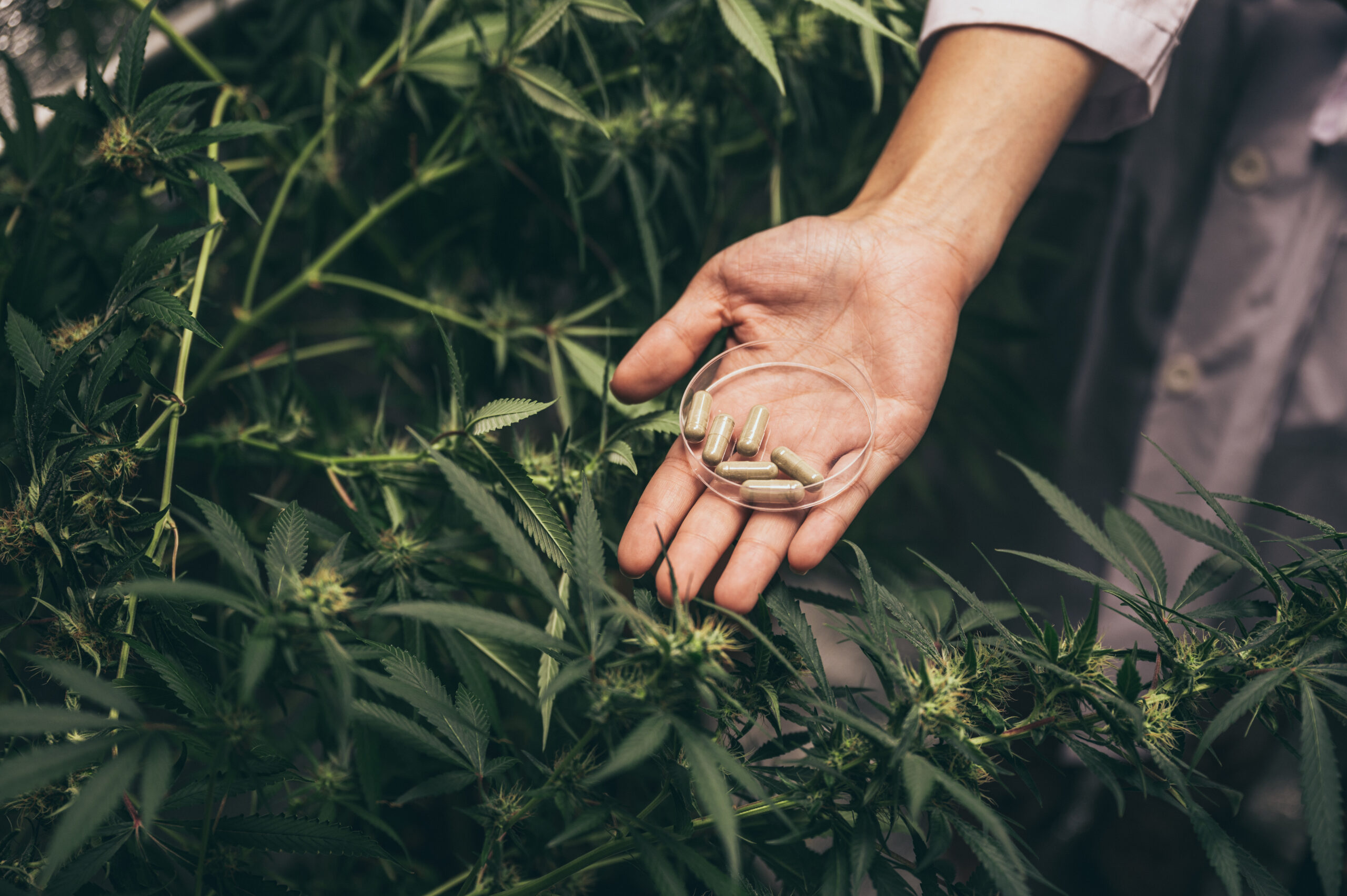 Cannabis medicinal no Brasil